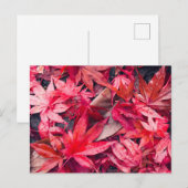 Carte Postale Feuilles d'automne rouges (Devant / Derrière)