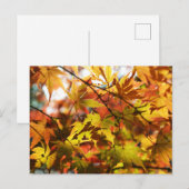 Carte Postale Feuilles d'automne : Tokyo (Devant / Derrière)