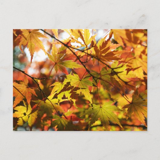 Carte Postale Feuilles d'automne : Tokyo (Devant)