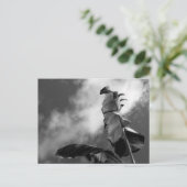 Carte Postale Feuilles de bananier (Debout devant)