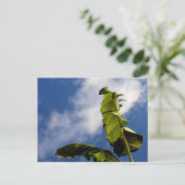 Carte Postale Feuilles de bananier (Debout devant)