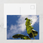 Carte Postale Feuilles de bananier (Devant / Derrière)