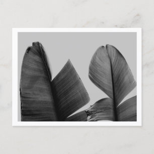 Carte Postale Feuilles de bananier en noir et blanc