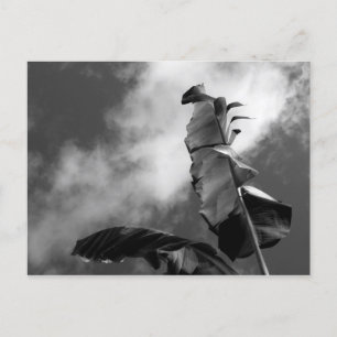 Carte Postale Feuilles de bananier Photographie d'art noir et bl