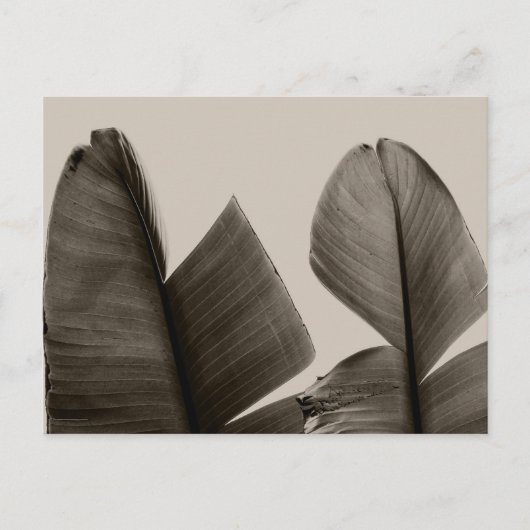 Carte Postale Feuilles de bananiers à Sepia (Devant)