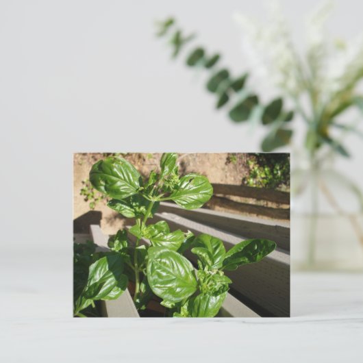 Carte Postale Feuilles de basilic frais (Debout devant)