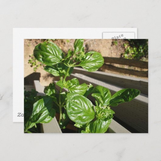 Carte Postale Feuilles de basilic frais (Devant / Derrière)