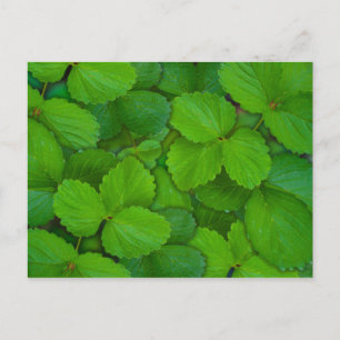 Carte Postale Feuilles de Basilic Sacré Tulsi Vertes à la Menthe