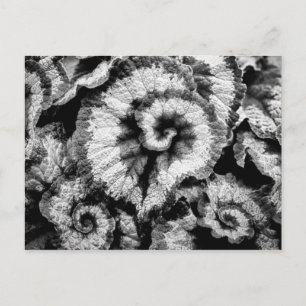 Carte Postale Feuilles de Begonia en noir et blanc