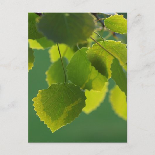 Carte Postale Feuilles de bien-être (Devant)