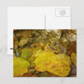 Carte Postale Feuilles de bouleau jaune dans le ruisseau (Devant / Derrière)