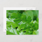 Carte Postale Feuilles de chêne (Devant / Derrière)