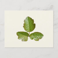 Feuilles de chêne poison - Identifier le plante dé