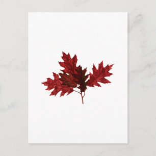 Carte Postale Feuilles de chêne rouge
