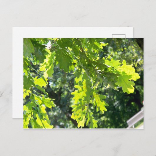 Carte Postale Feuilles de chêne vert vierge (Devant / Derrière)