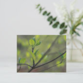 Carte Postale Feuilles de Dogwood émergent au printemps (Debout devant)