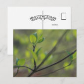 Carte Postale Feuilles de Dogwood émergent au printemps (Devant / Derrière)