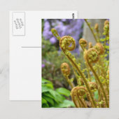 Carte Postale Feuilles de fougères vertes (Devant / Derrière)