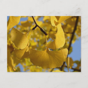 Carte Postale Feuilles de Ginkgo à Kyoto