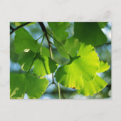 Carte Postale Feuilles de Ginkgo en été (Devant)