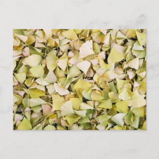 Carte Postale Feuilles de Ginkgo : Japon