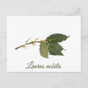 Carte Postale Feuilles de laurier fraîches