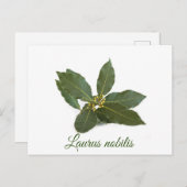 Carte Postale Feuilles de laurier frais (Devant / Derrière)