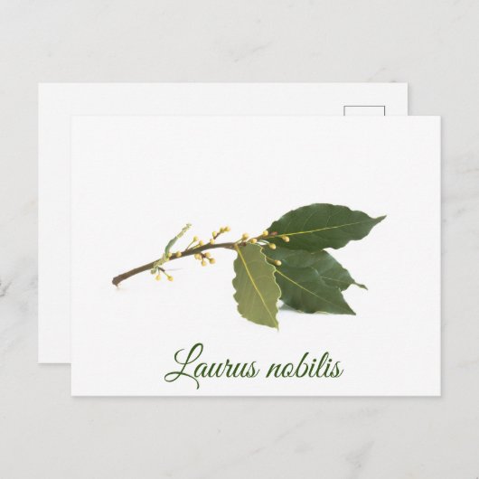 Carte Postale Feuilles de laurier frais (Devant / Derrière)