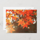 Carte Postale Feuilles de l'érable rouge (Devant / Derrière)