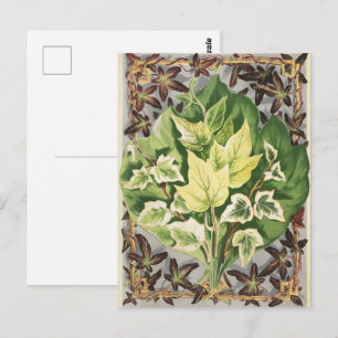Carte Postale Feuilles de lierre de Shirley Hibberd Art botaniqu