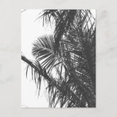 Carte Postale Feuilles de palmier noir blanc monochrome (Devant)