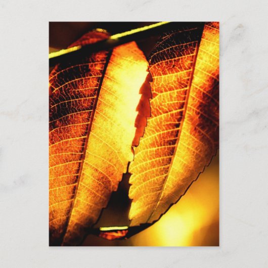 Carte Postale Feuilles de sumac (Devant)