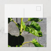 Carte Postale Feuilles de tournesol (Devant / Derrière)