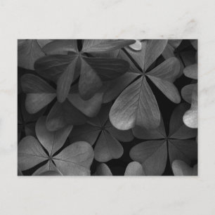 Carte Postale Feuilles de trèfle, photo infrarouge