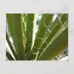 Carte Postale Feuilles de Yucca Vert Photographie de la Nature