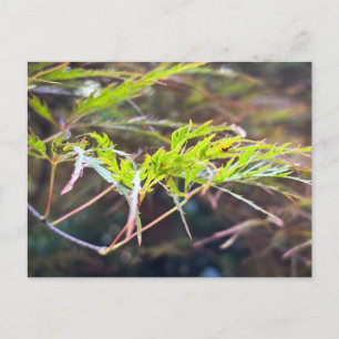 Carte Postale Feuilles délicates de érable japonais vert Close U