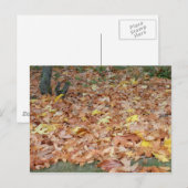 Carte Postale Feuilles d'érable à l'automne (Devant / Derrière)