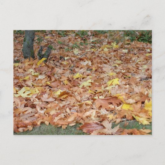 Carte Postale Feuilles d'érable à l'automne (Devant)