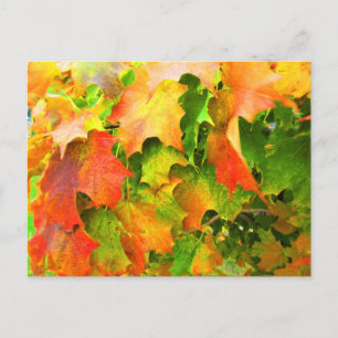 Carte Postale Feuilles d'érable à sucre changeant de couleur en