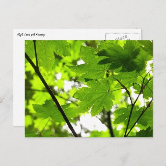 Carte Postale Feuilles d'érable avec Raindrops (Devant / Derrière)