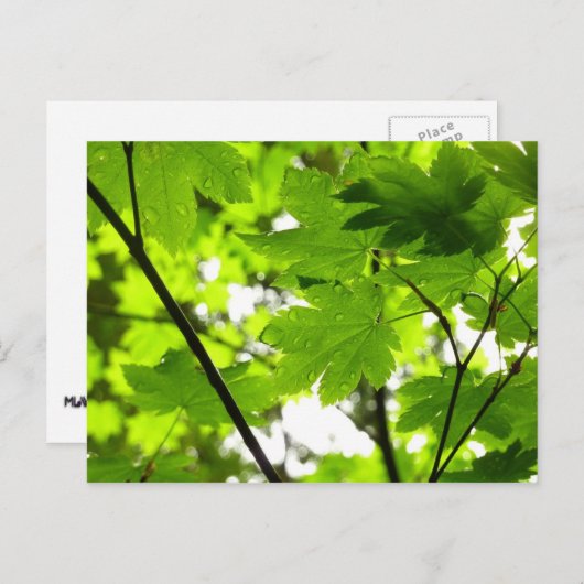Carte Postale Feuilles d'érable avec Raindrops (Devant / Derrière)