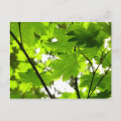 Carte Postale Feuilles d'érable avec Raindrops (Devant)