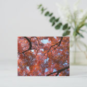 Carte Postale Feuilles d'érable japonais en automne (Debout devant)