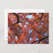 Carte Postale Feuilles d'érable japonais en automne (Devant / Derrière)