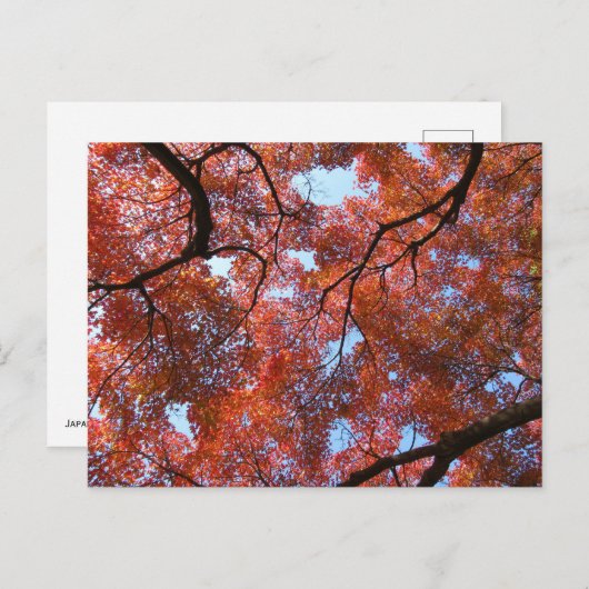 Carte Postale Feuilles d'érable japonais en automne (Devant / Derrière)