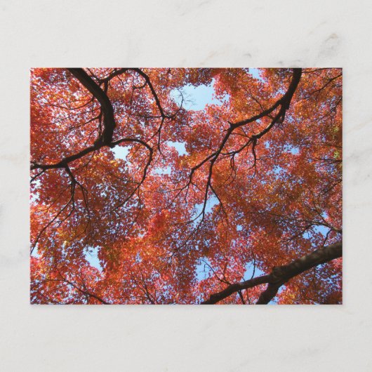 Carte Postale Feuilles d'érable japonais en automne (Devant)