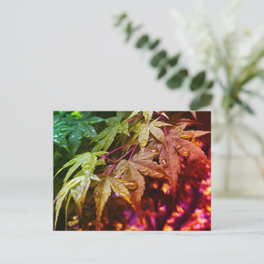 Carte Postale Feuilles d'érable japonais Rainbow (Debout devant)