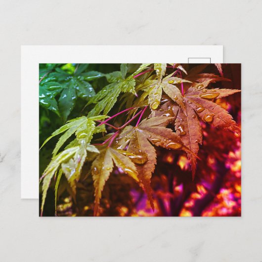 Carte Postale Feuilles d'érable japonais Rainbow (Devant / Derrière)