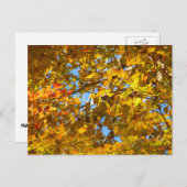 Carte Postale Feuilles d'érable jaune et ciel bleu (Devant / Derrière)