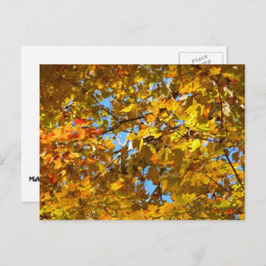 Carte Postale Feuilles d'érable jaune et ciel bleu (Devant / Derrière)